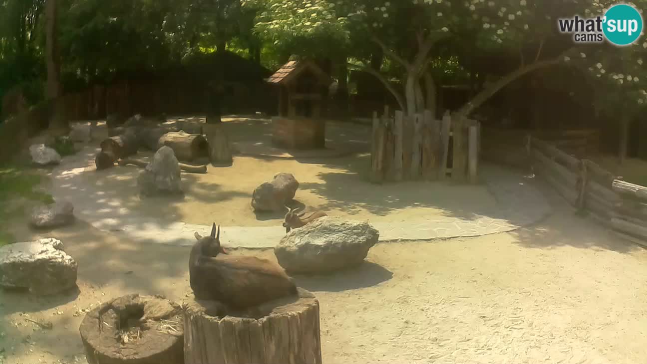 Zoo Zagreb –  Mono maicero