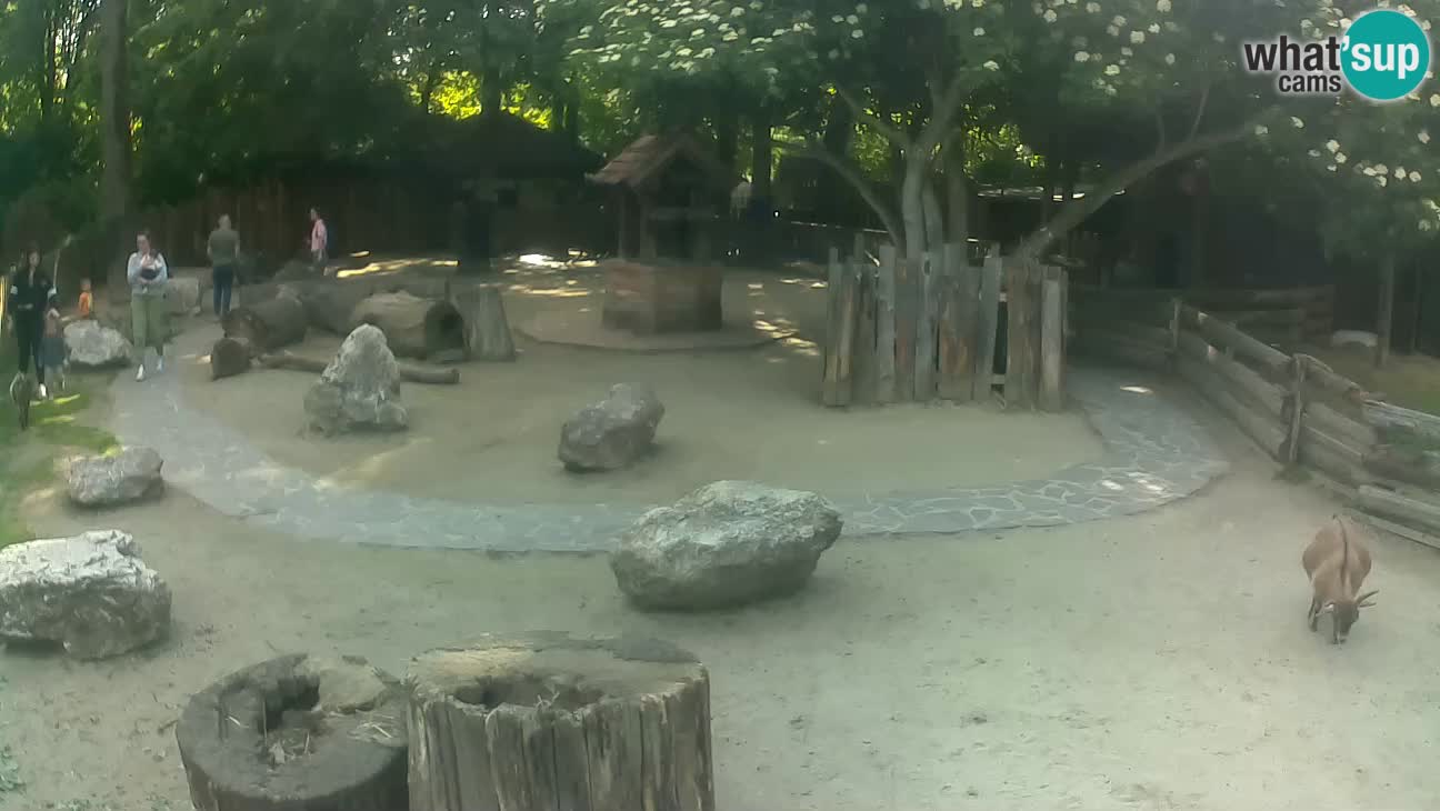 Zoo Zagreb – Cebus apella