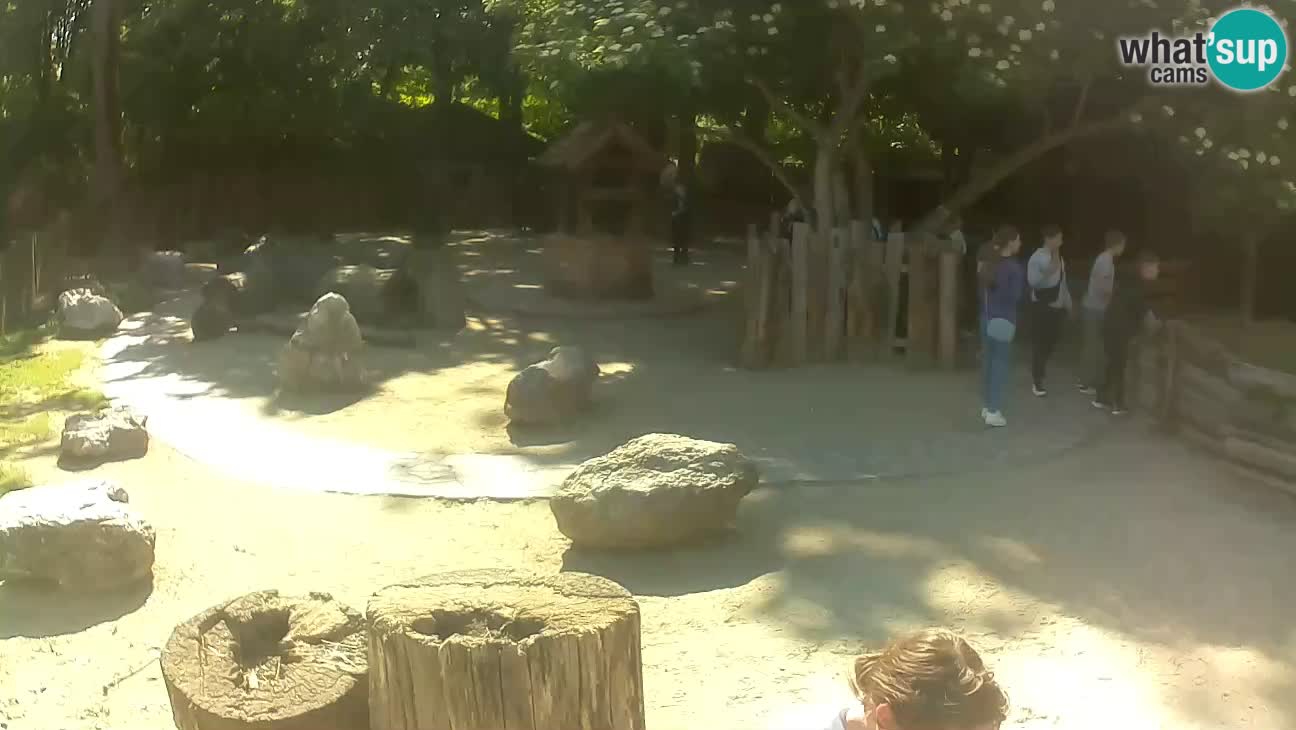 Zoo Zagreb – Brown Capuchin