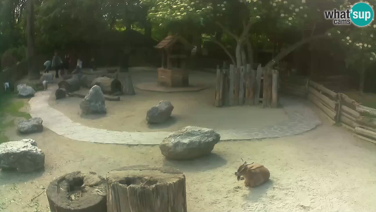 Zoo Zagreb – Brown Capuchin
