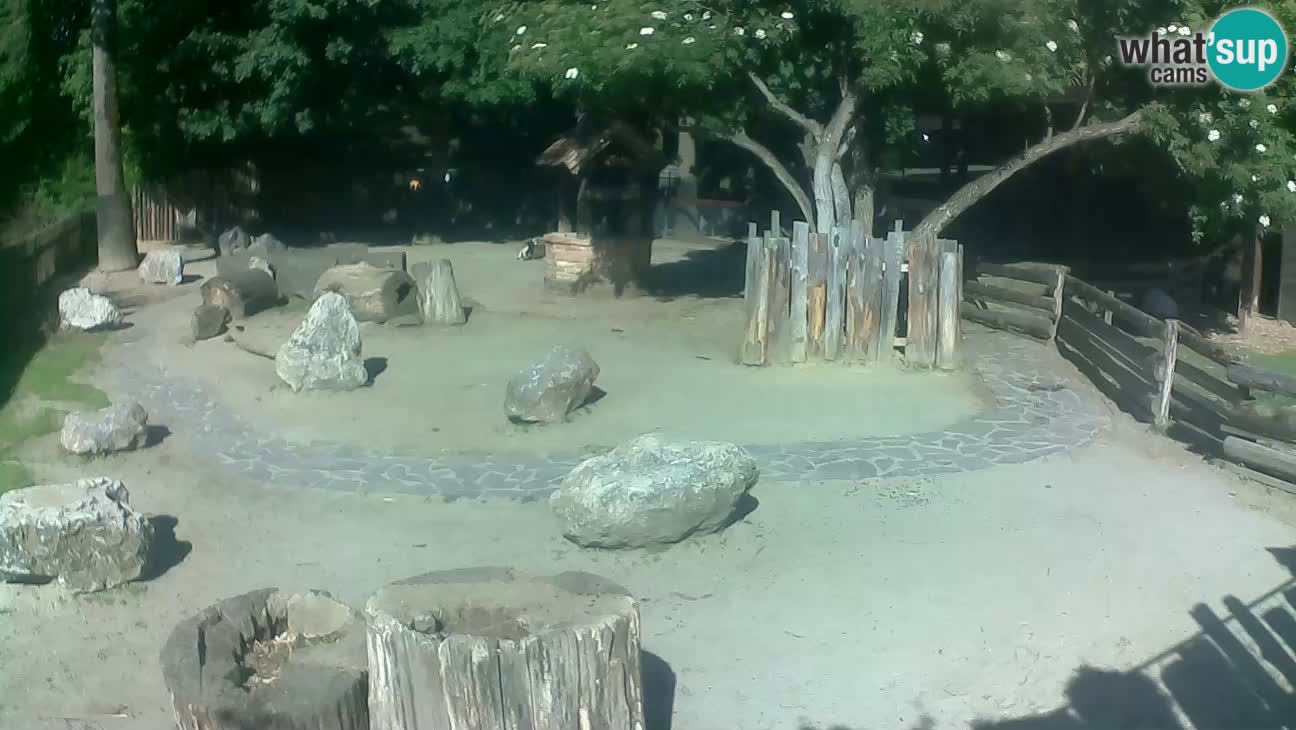 Zoo Zagreb –  Mono maicero