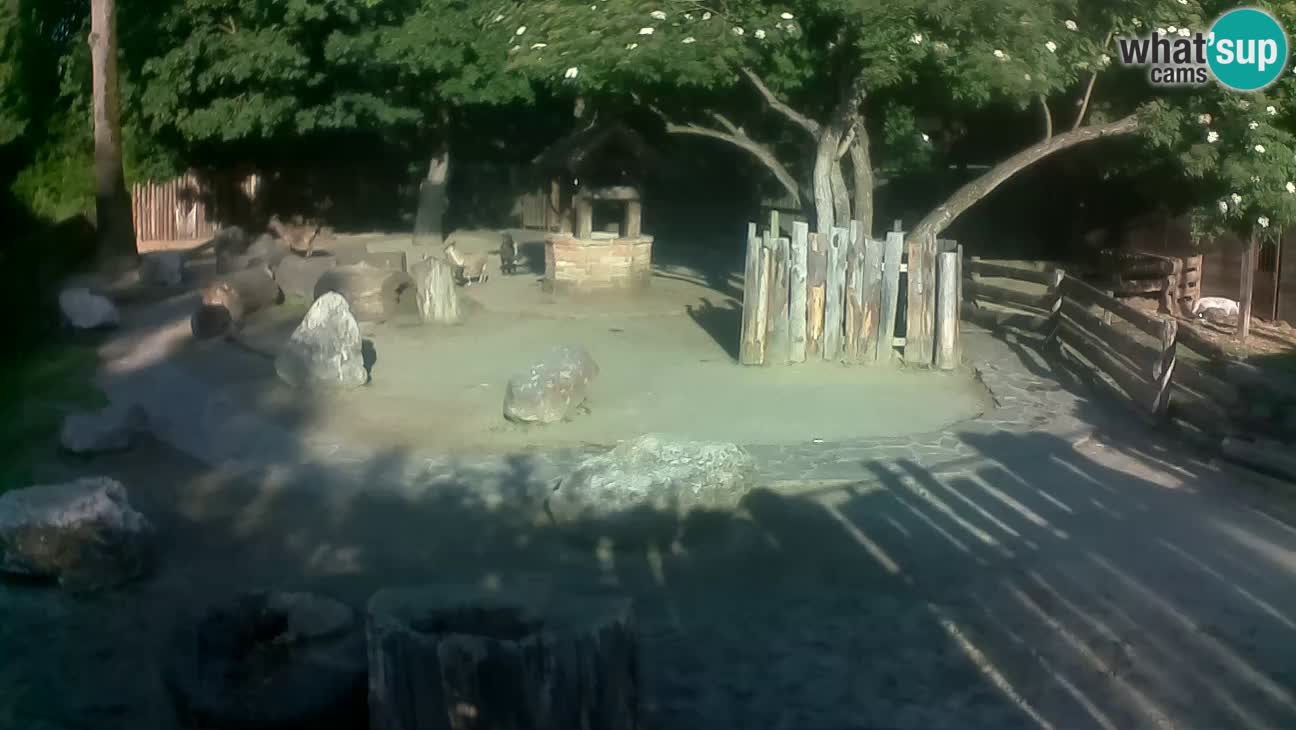 Zoo Zagreb – Brown Capuchin