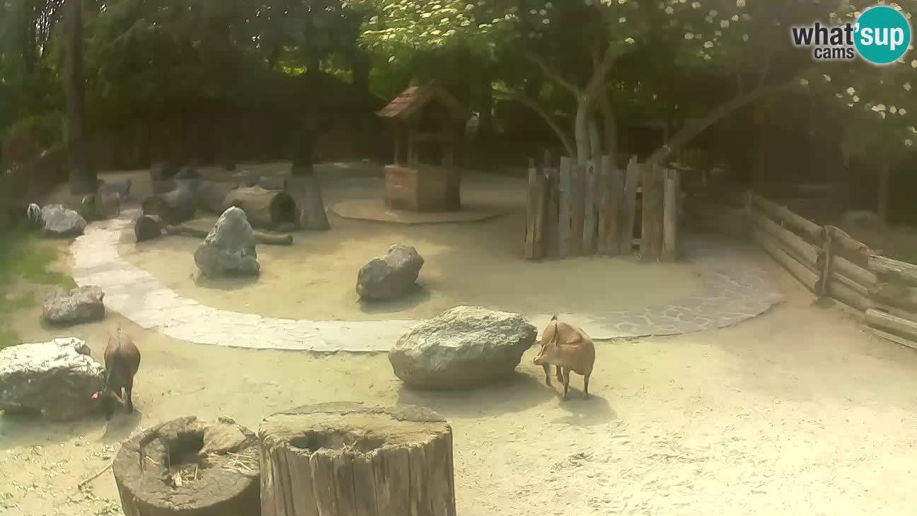 Zoo Zagreb –  Mono maicero