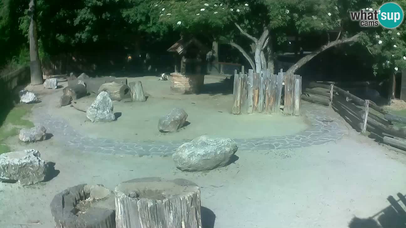 Zoo Zagreb – Brown Capuchin