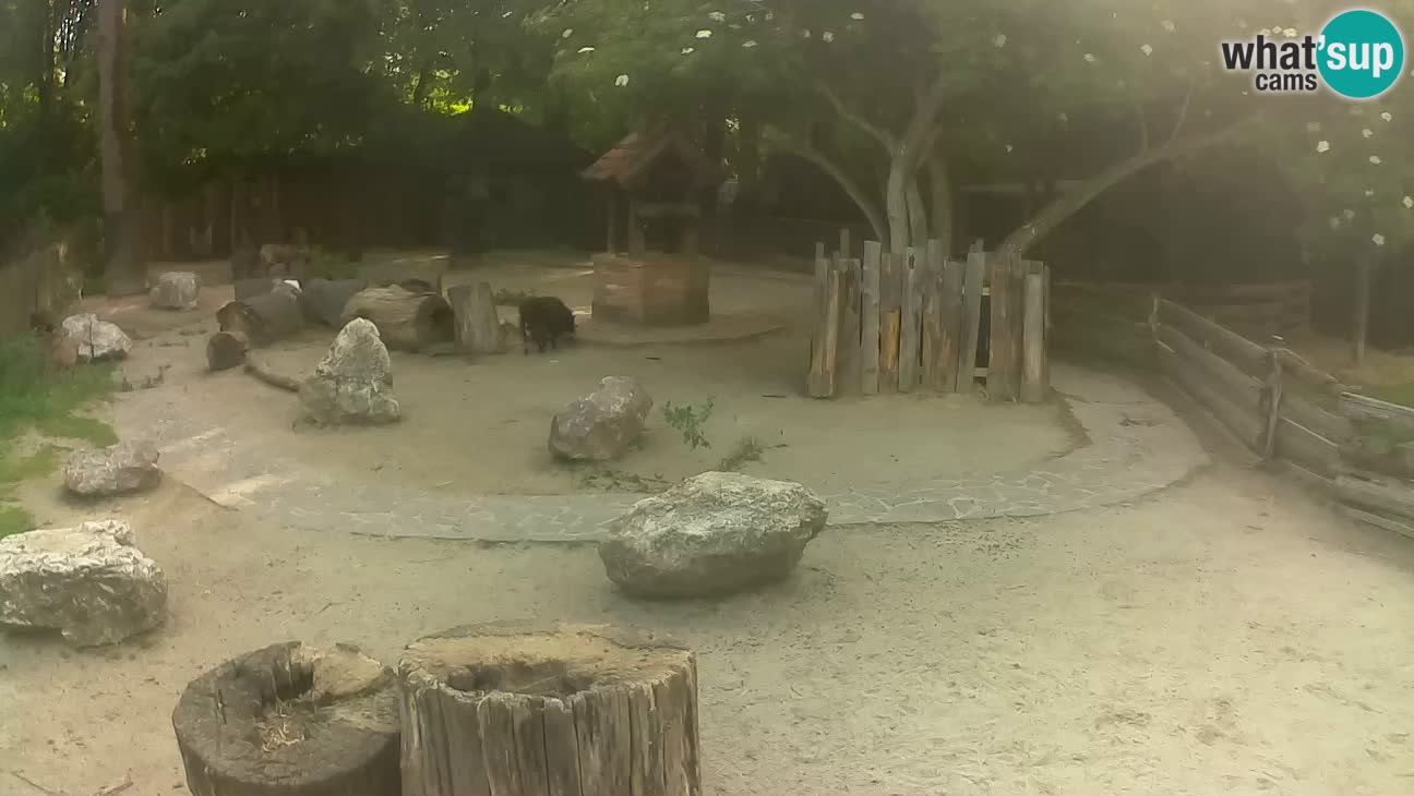Zoo Zagreb –  Mono maicero