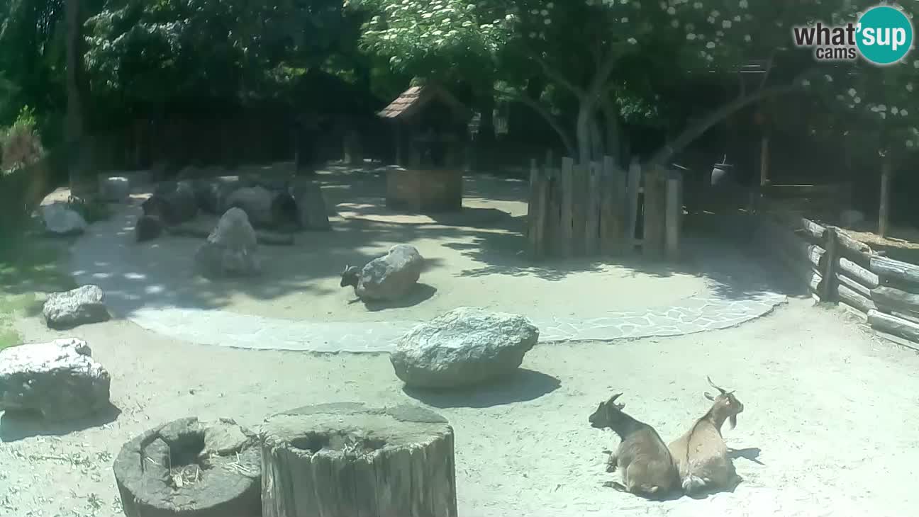 Zoo Zagreb – Cebo dai cornetti