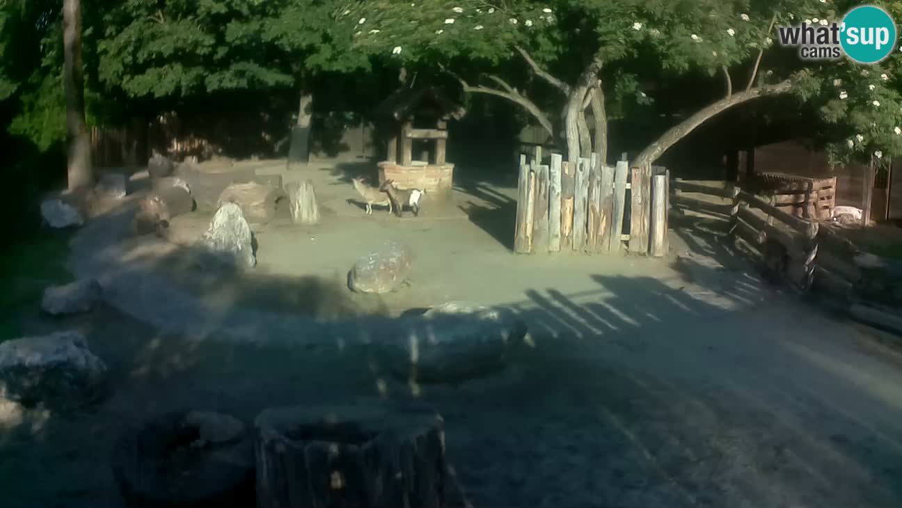Zoo Zagreb – Rjava kapucinka