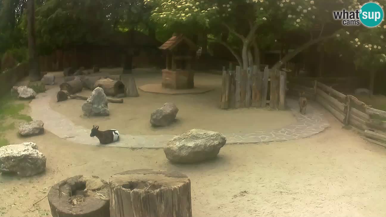 Zoo Zagreb – Rjava kapucinka