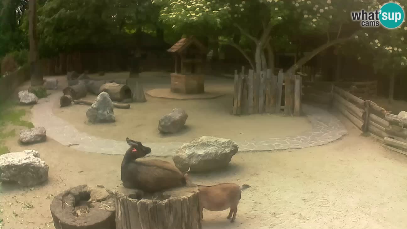 Zoo Zagreb – Brown Capuchin
