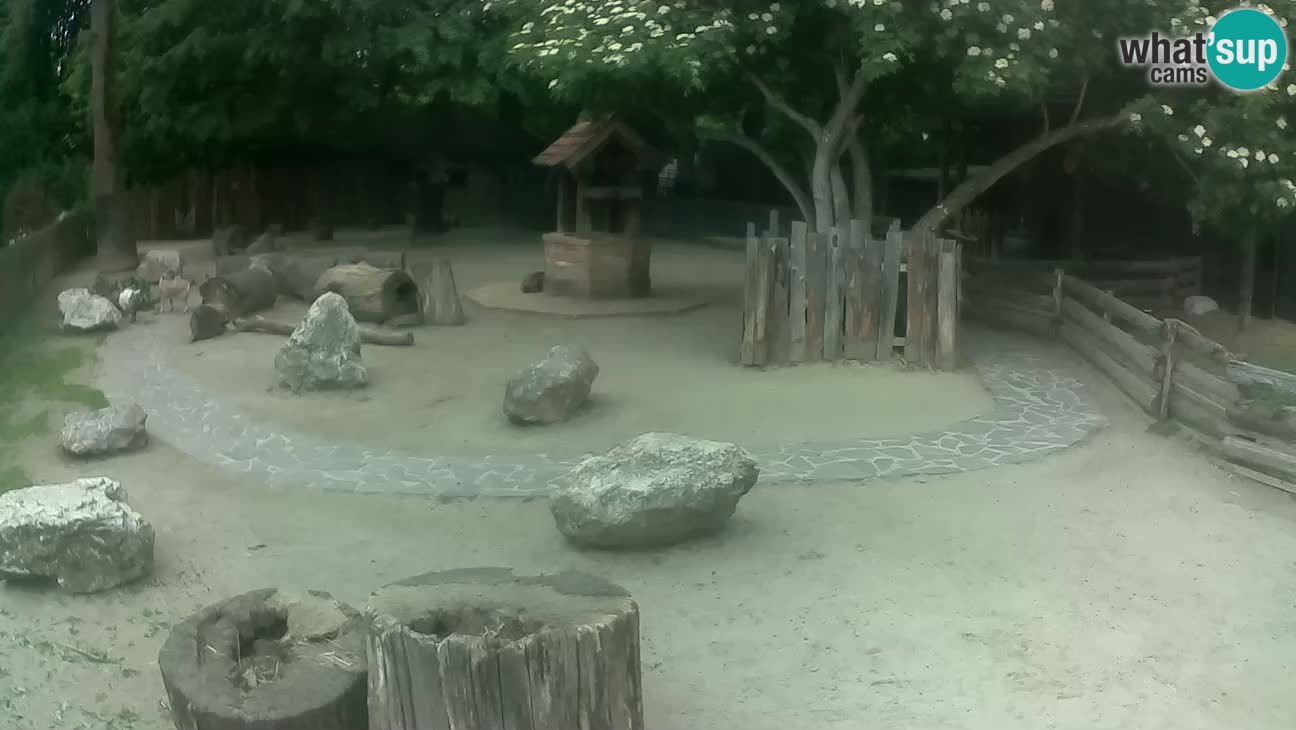 Zoo Zagreb – Cebo dai cornetti