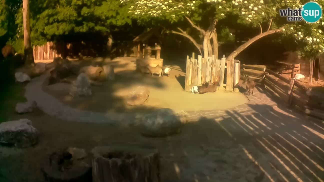 Zoo Zagreb –  Mono maicero