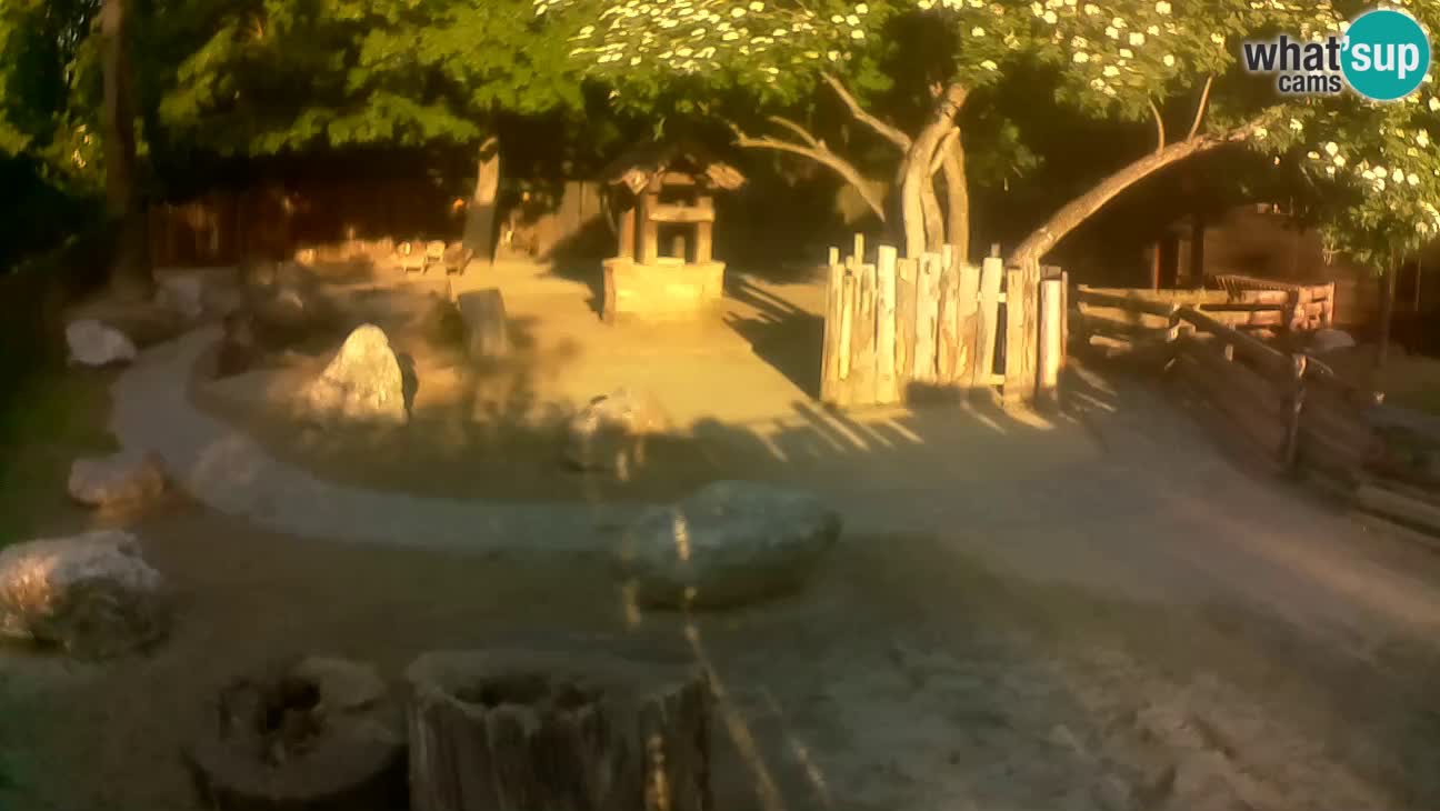 Zoo Zagreb – Brown Capuchin