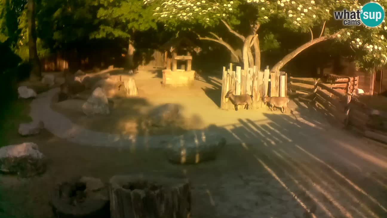 Zoo Zagreb – Brown Capuchin