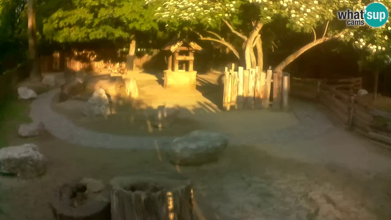 Zoo Zagreb – Rjava kapucinka