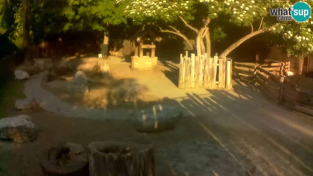 Zoo Zagreb – Brown Capuchin