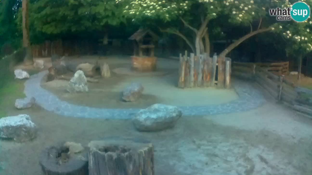 Zoo Zagreb – Brown Capuchin
