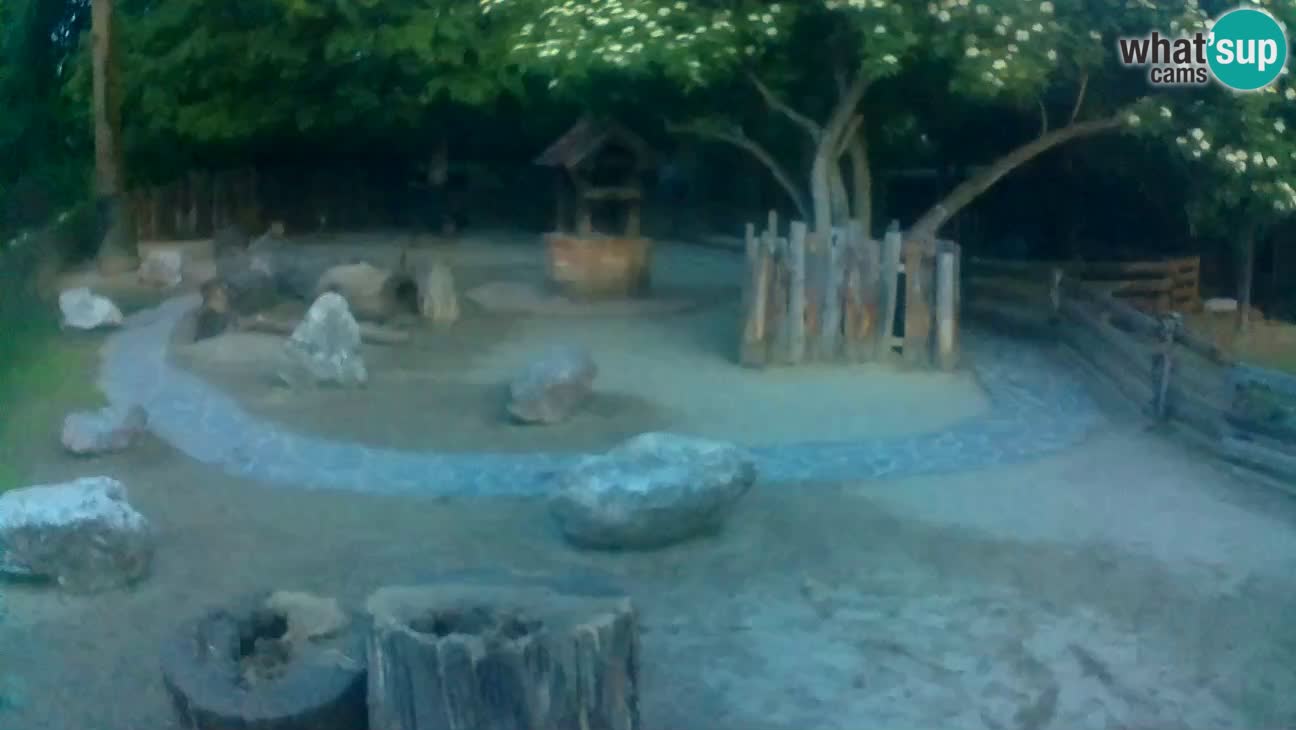 Zoo Zagreb – Rjava kapucinka