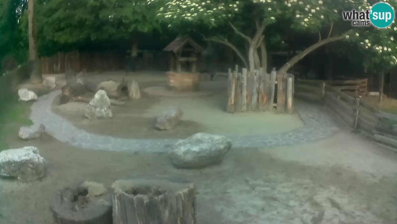Zoo Zagreb – Brown Capuchin