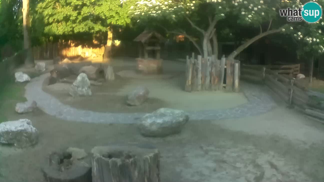 Zoo Zagreb – Rjava kapucinka