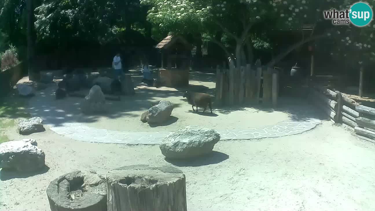 Zoo Zagreb – Rjava kapucinka