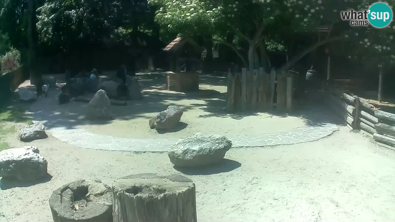 Zoo Zagreb –  Mono maicero