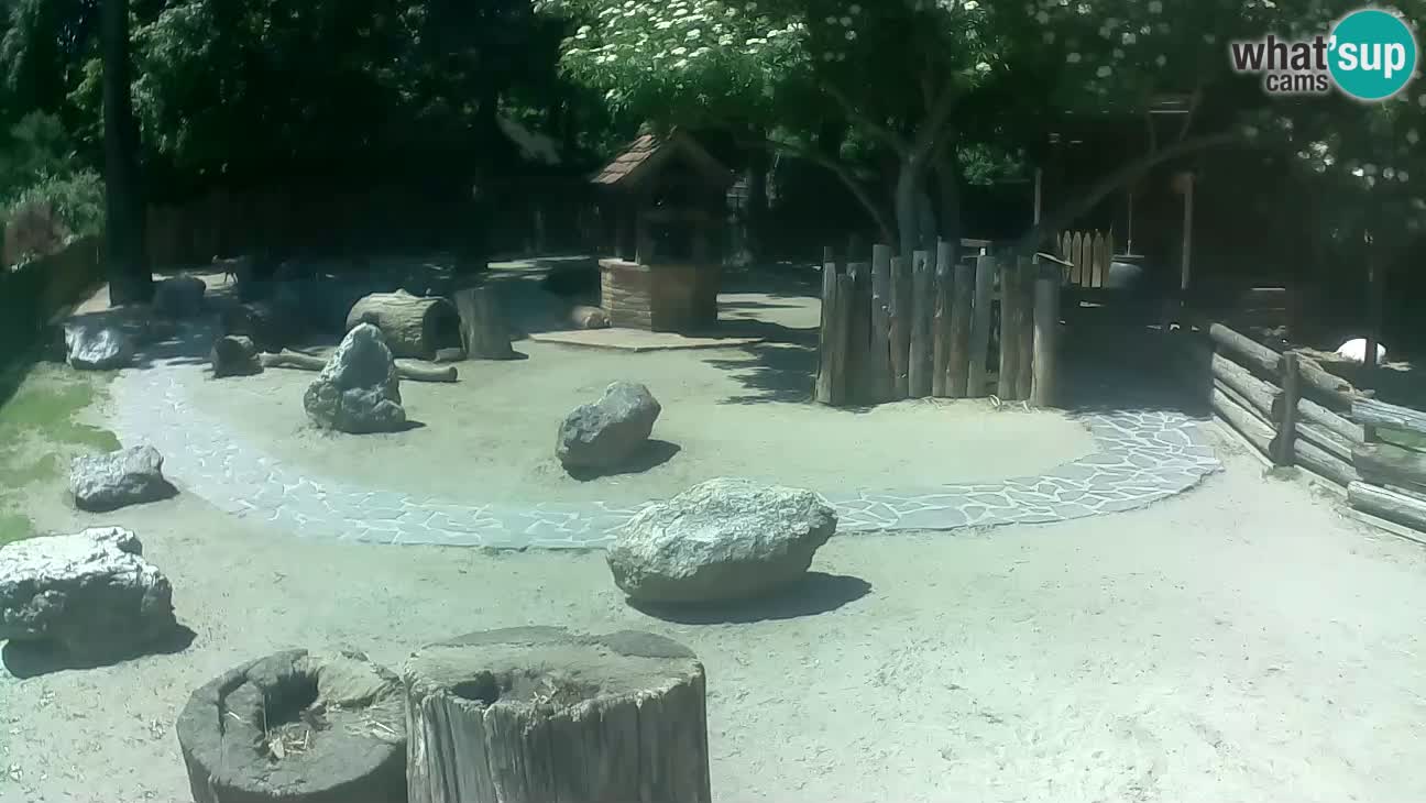 Zoo Zagreb – Rjava kapucinka