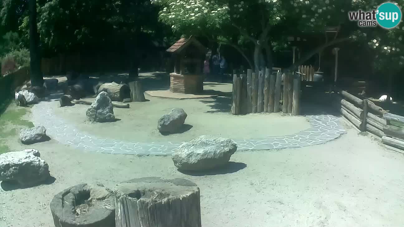 Zoo Zagreb – Brown Capuchin