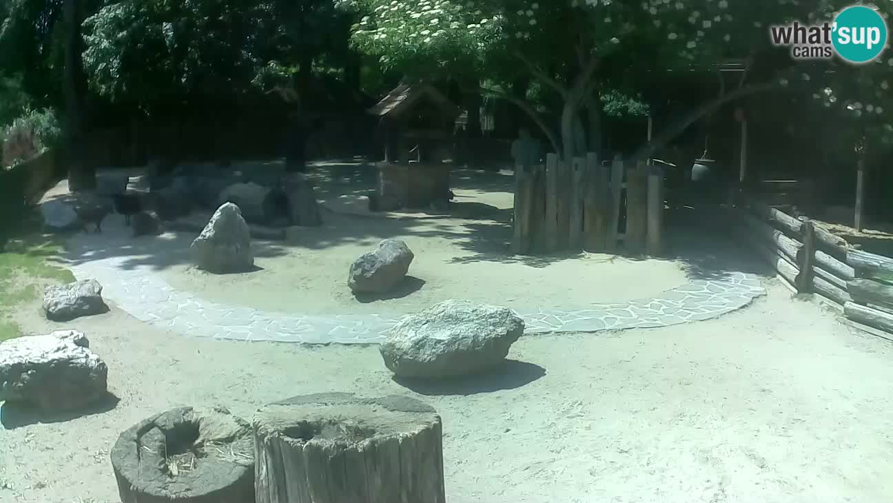 Zoo Zagreb – Rjava kapucinka