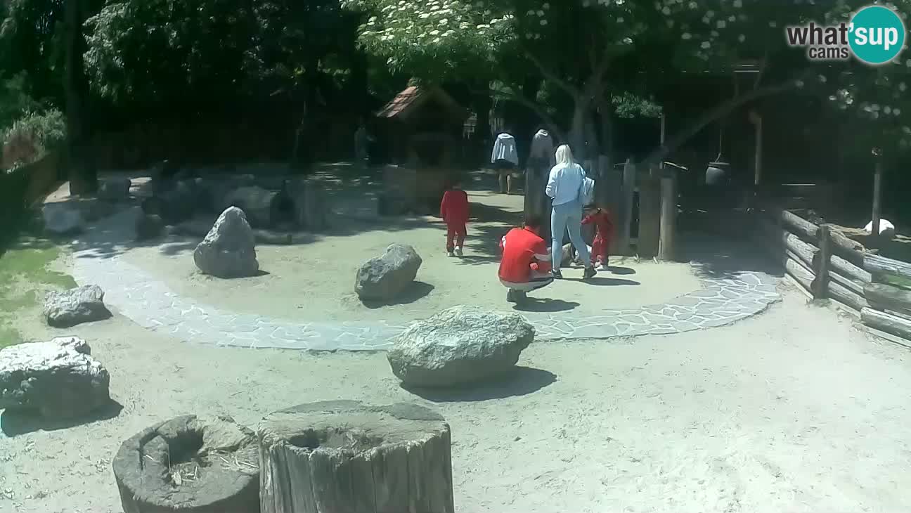 Zoo Zagreb – Rjava kapucinka