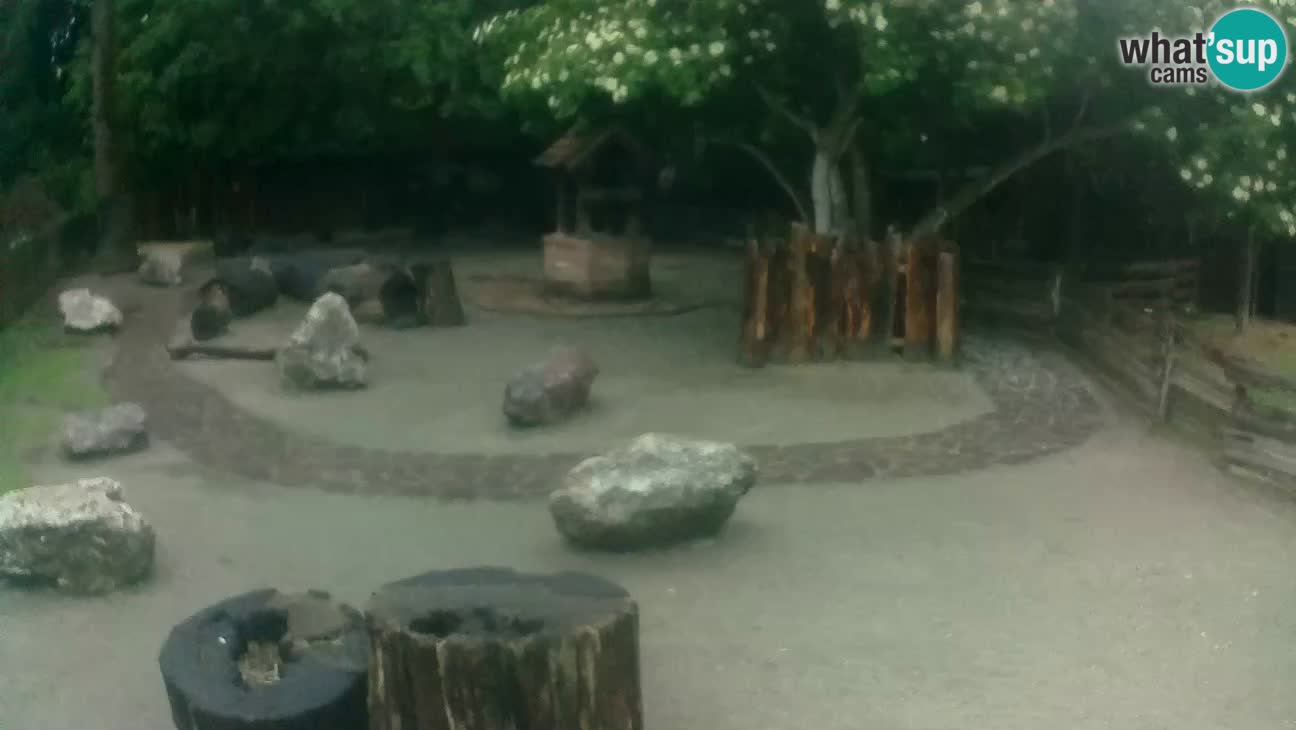 Zoo Zagreb – Cebus apella