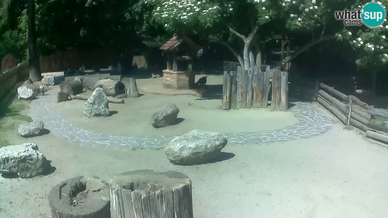 Zoo Zagreb – Brown Capuchin