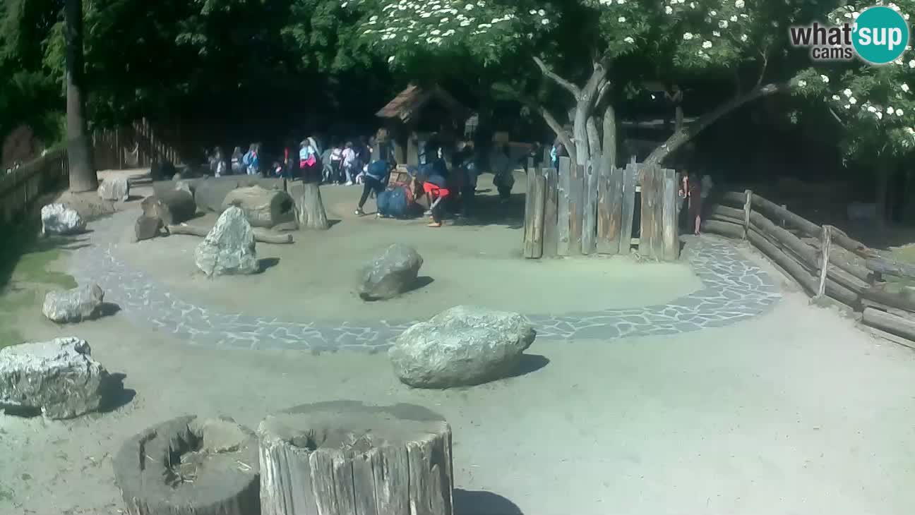 Zoo Zagreb – Rjava kapucinka