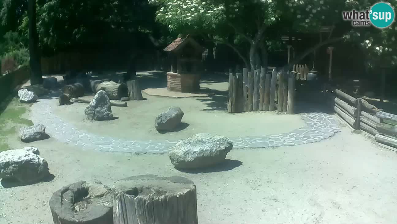 Zoo Zagreb – Brown Capuchin
