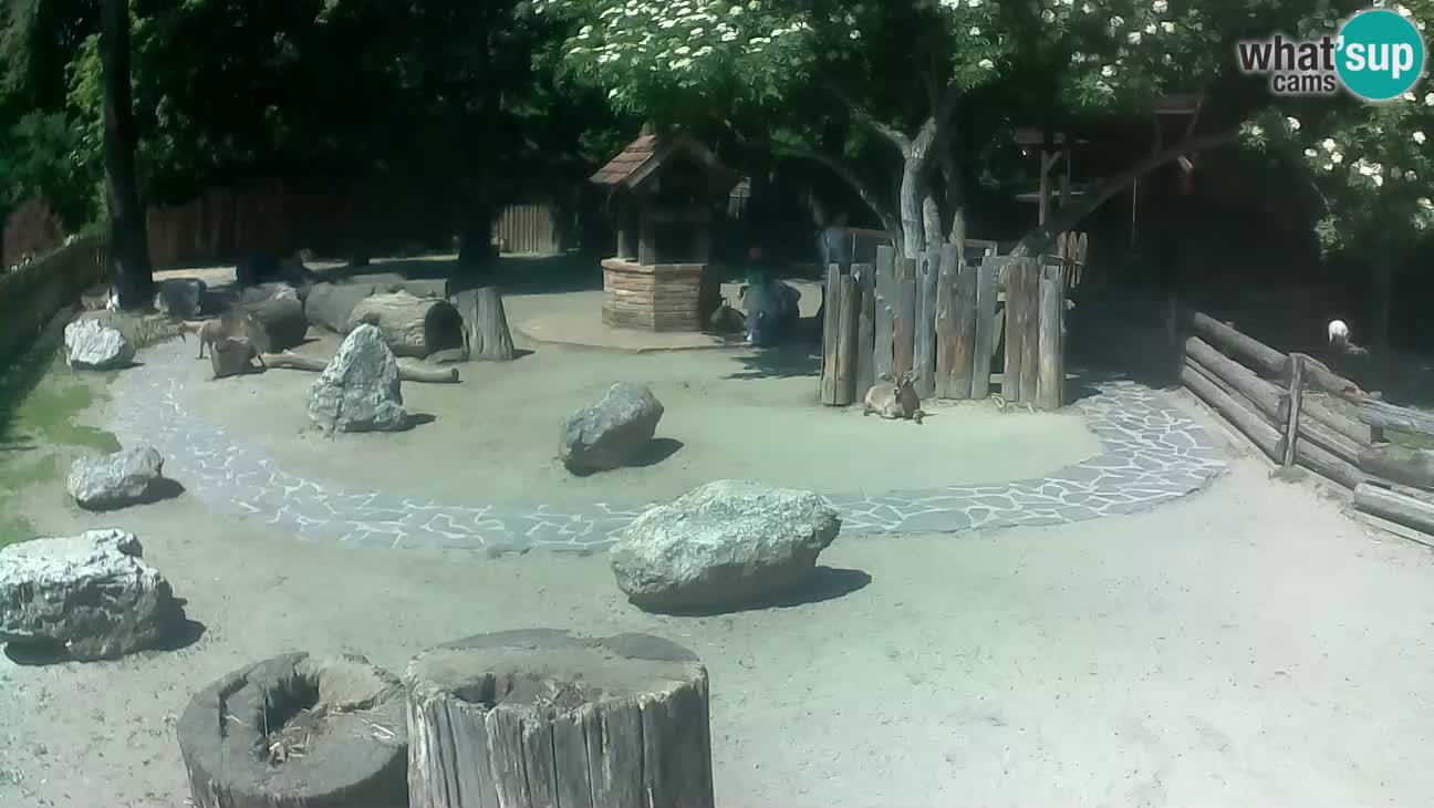 Zoo Zagreb – Brown Capuchin