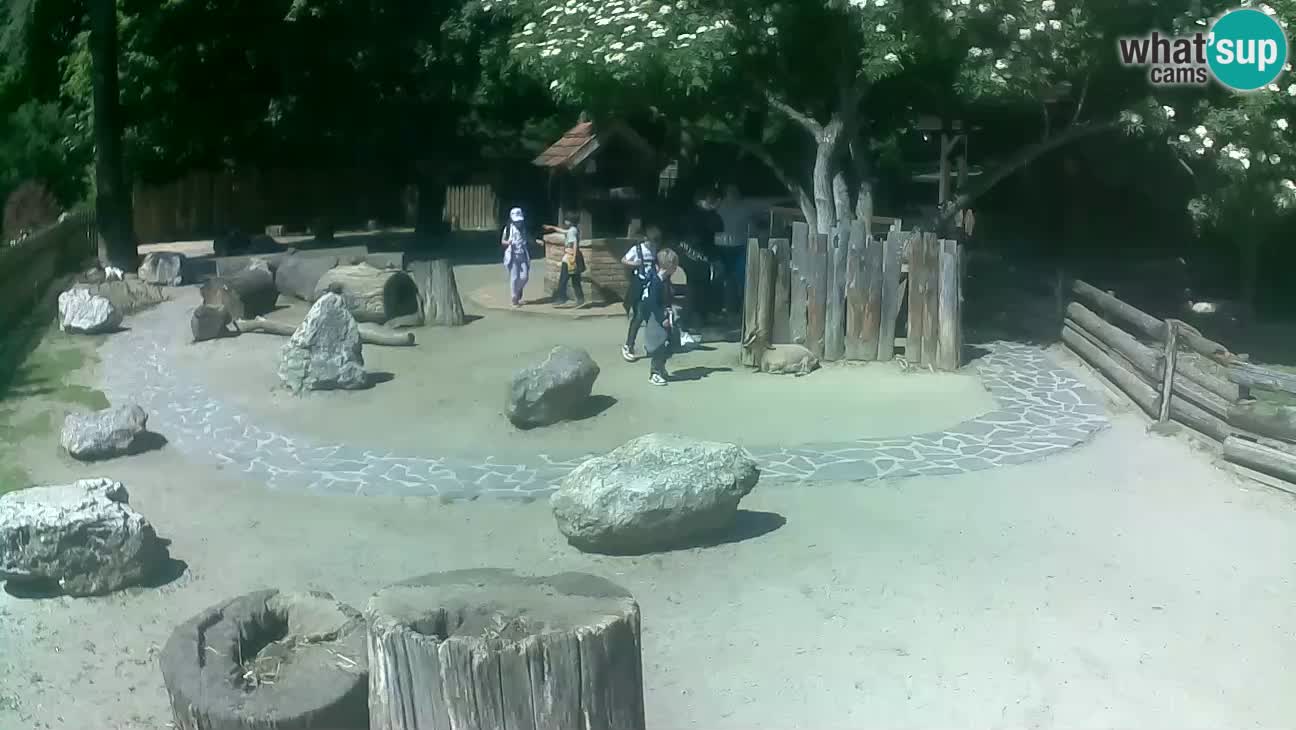 Zoo Zagreb – Rjava kapucinka