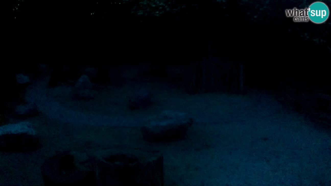 Zoo Zagreb –  Mono maicero
