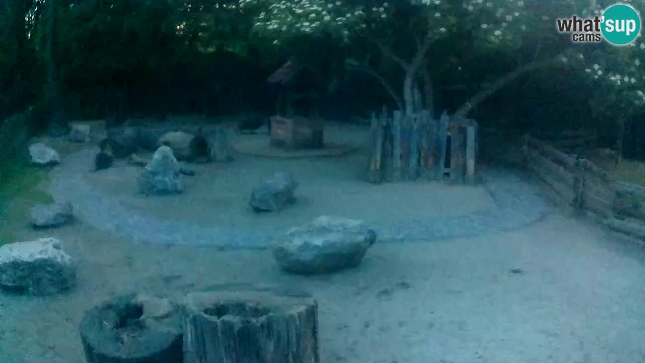 Zoo Zagreb – Rjava kapucinka