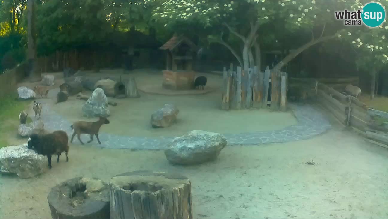 Zoo Zagreb – Cebo dai cornetti