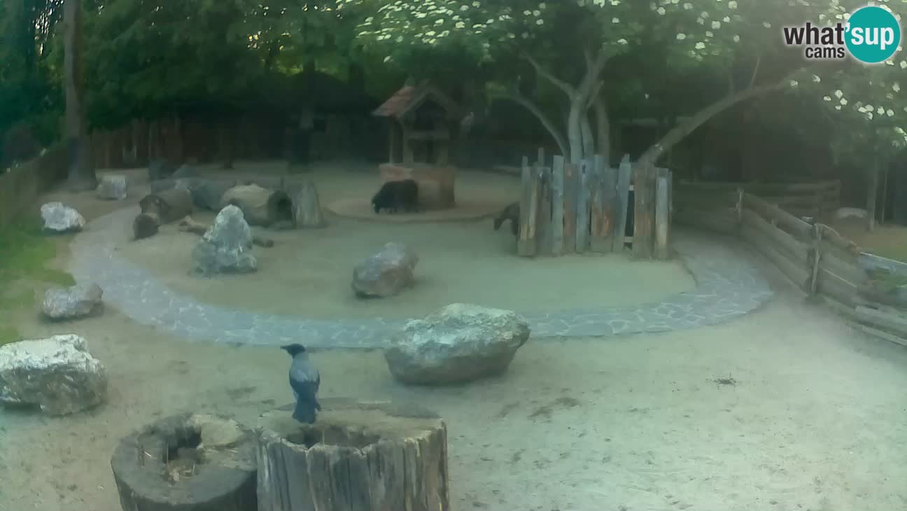 Zoo Zagreb –  Mono maicero