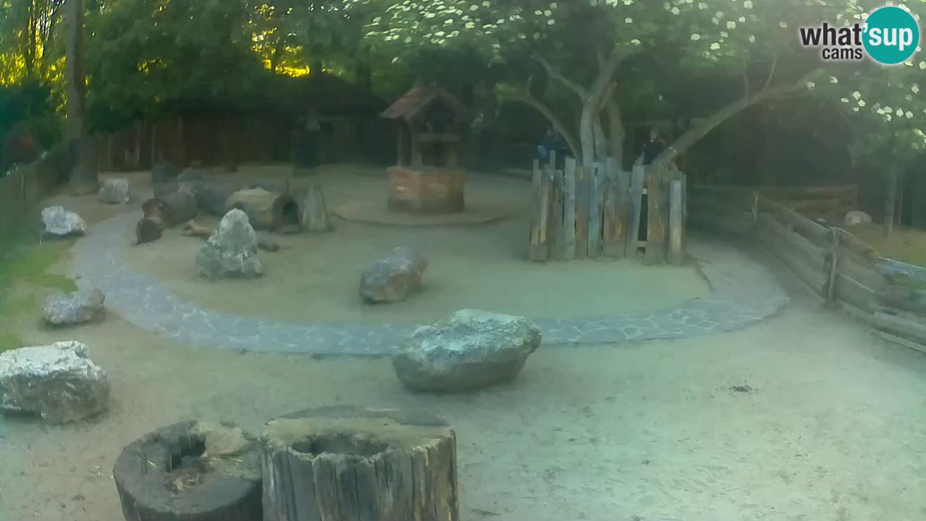 Zoo Zagreb –  Mono maicero