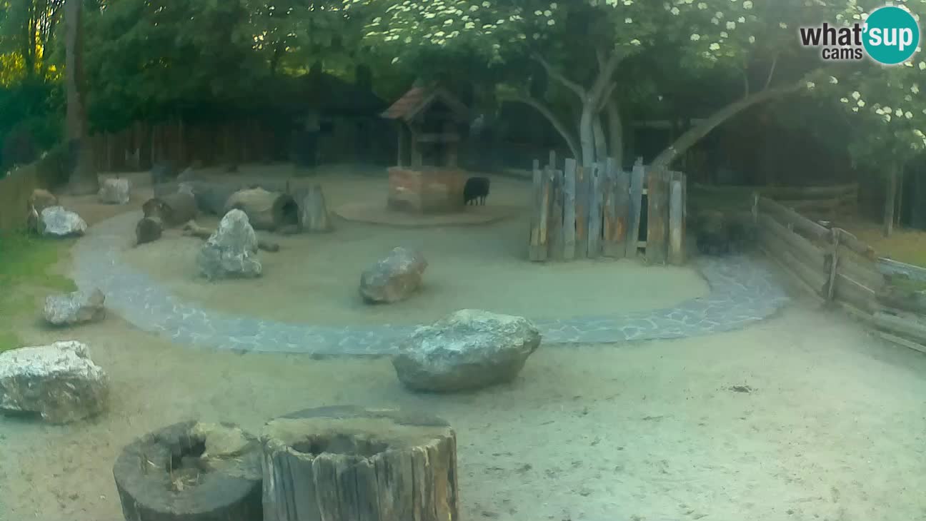 Zoo Zagreb – Rjava kapucinka