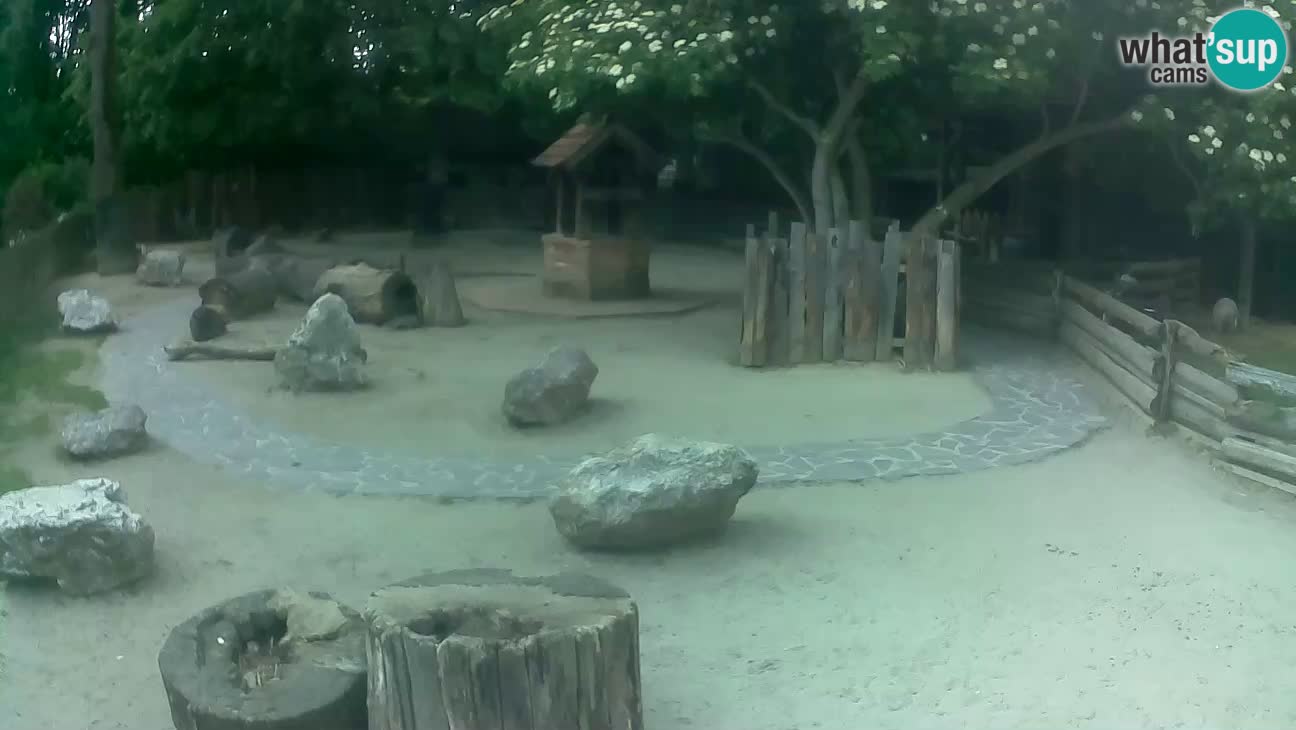 Zoo Zagreb – Haubenkapuziner