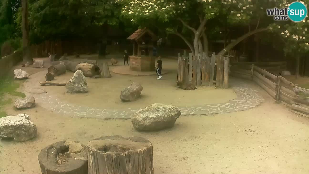 Zoo Zagreb – Brown Capuchin