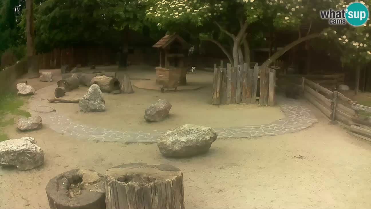 Zoo Zagreb – Brown Capuchin