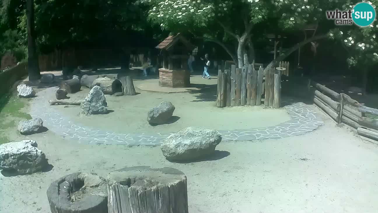 Zoo Zagreb – Brown Capuchin