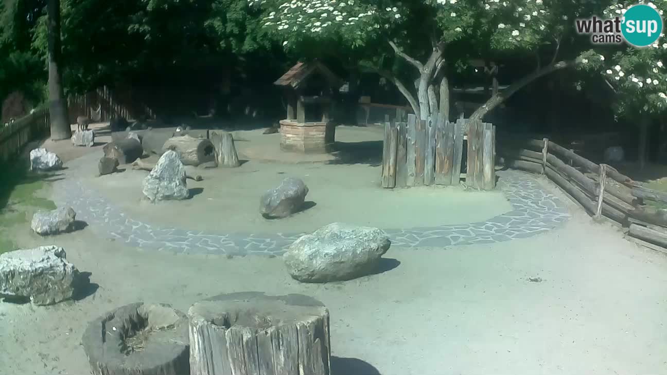Zoo Zagreb – Brown Capuchin