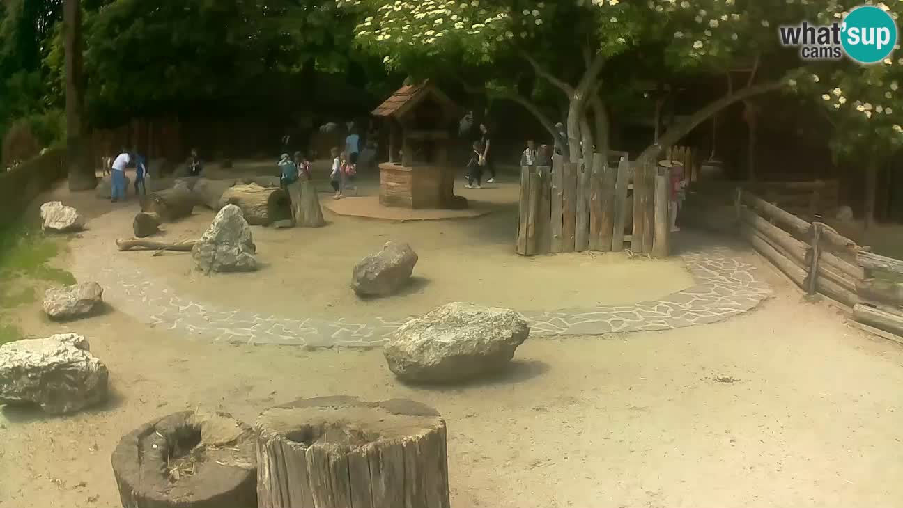 Zoo Zagreb – Brown Capuchin
