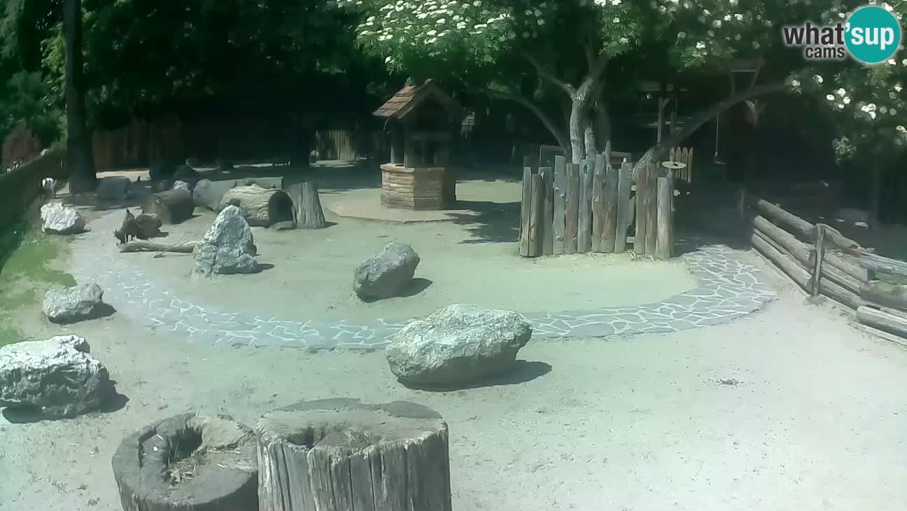 Zoo Zagreb – Brown Capuchin