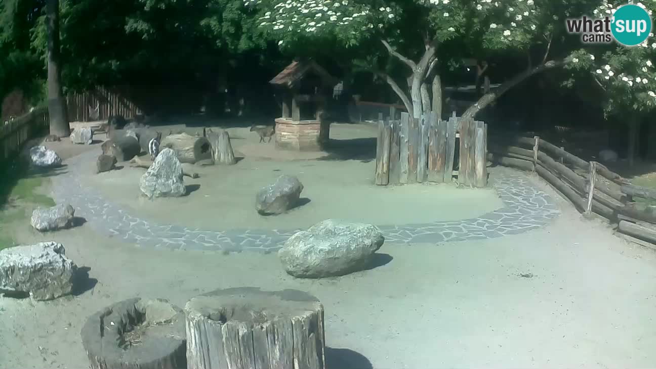Zoo Zagreb –  Mono maicero