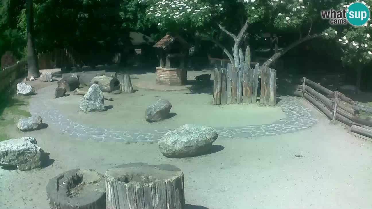 Zoo Zagreb – Brown Capuchin